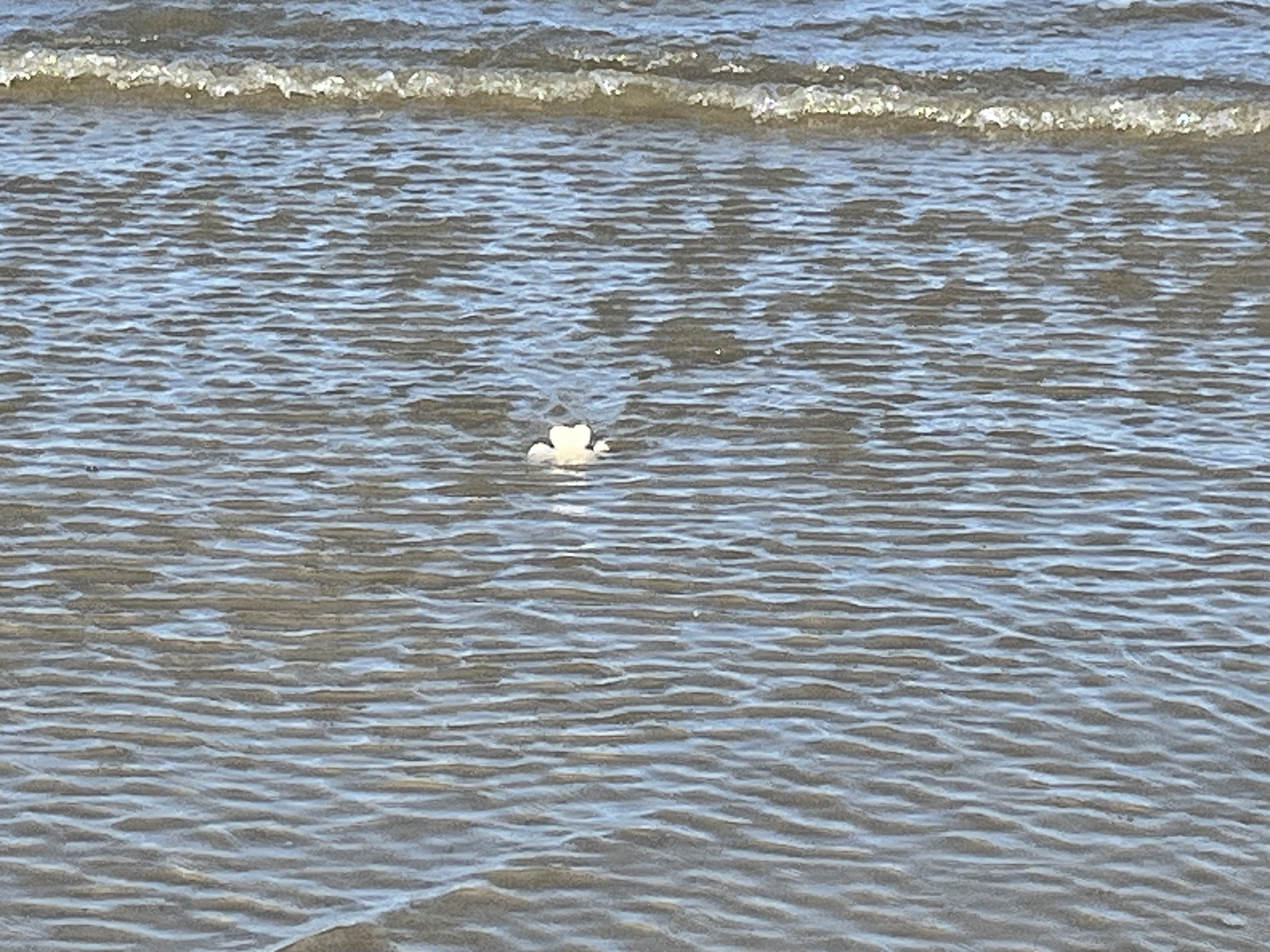Verhaal van: Mijn reis van rouw, natuur, creativiteit en zelfcompassie